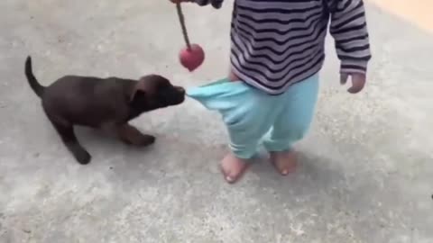 Dog puppy is pushing kid's