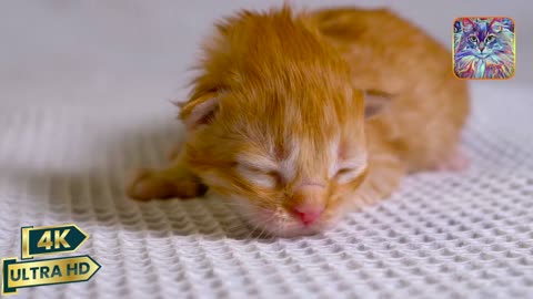 Many Cute Kittens Collection 8K Video ULTRA HD-Part1