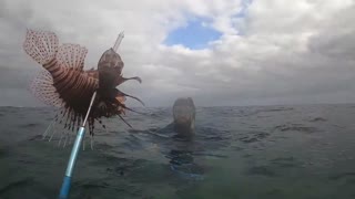 Tarpon and Lionfish