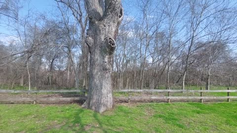 Pecan Tree Historical Landmark, Texas