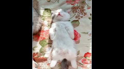 Cut pet cat satisfying moment.cutey cutey cat . #cutecat #cat #pet