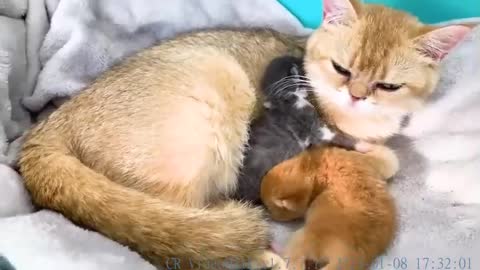 Mom cat is happy that dad picked up adopted kitten