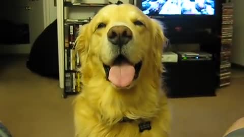 Best 30 Seconds Of Your Life - Cute Dog