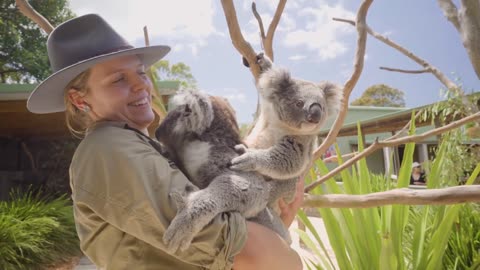 🥰🐨 3 minutes that will make you fall in love with koalas all over again 🐨🥰