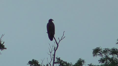 122 Toussaint Wildlife - Oak Harbor Ohio - Juvenile Eagle - All Is Well - Just Rest