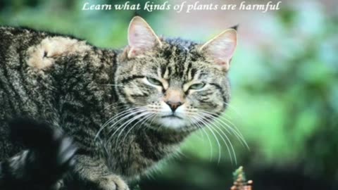 Cat Health Tips Viral