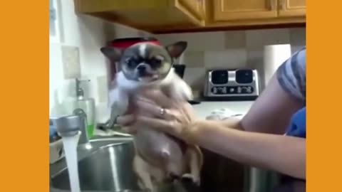 Adorable Animals' Hilarious Antics: Laugh-Out-Loud Pet Moments