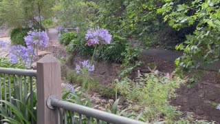 Waterfall gully