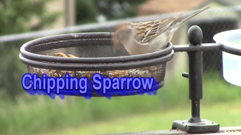 Chipping Sparrow