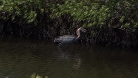 Reddish Egret - Merritt Island, FL