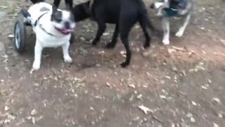 Bulldog en silla de ruedas experimenta su primer caminata por un parque para perros