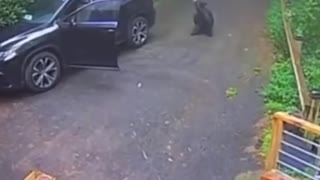 Bear in Car