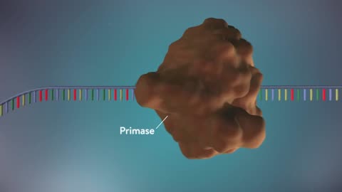 De-oxyribose nuclic acid 3D Animation