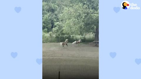 Rescue Pony Greets His Human Brother At His Window | The Dodo Soulmates