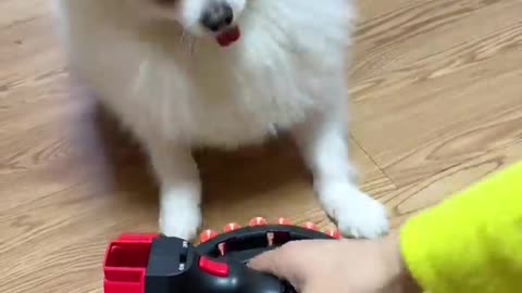 Nico_ mom, you hit me! #funny #dog #cute #smartnico