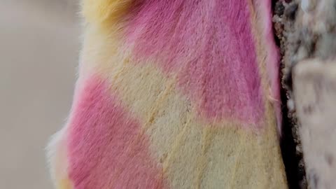 Up-Close Look at a Rosy Maple Moth