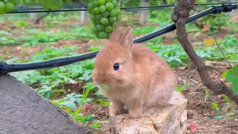 #rabbit #cute