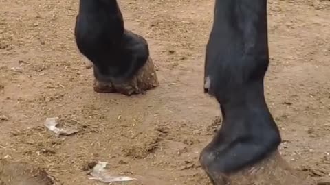Horse hoof Cleaning