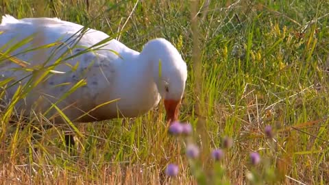 Herbal goose