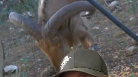 Aoudad in the United States