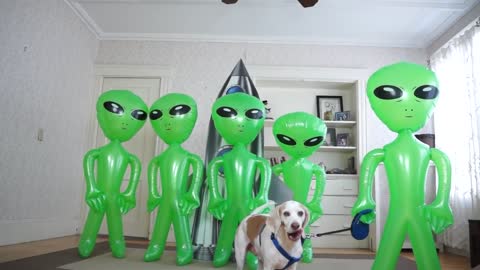 Dog Unimpressed by Alien Invasion: Funny Dog Maymo