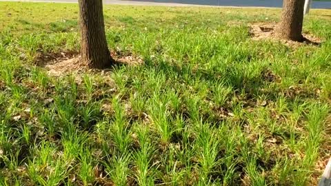 Grass in the sun