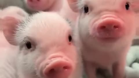 cute little piglets