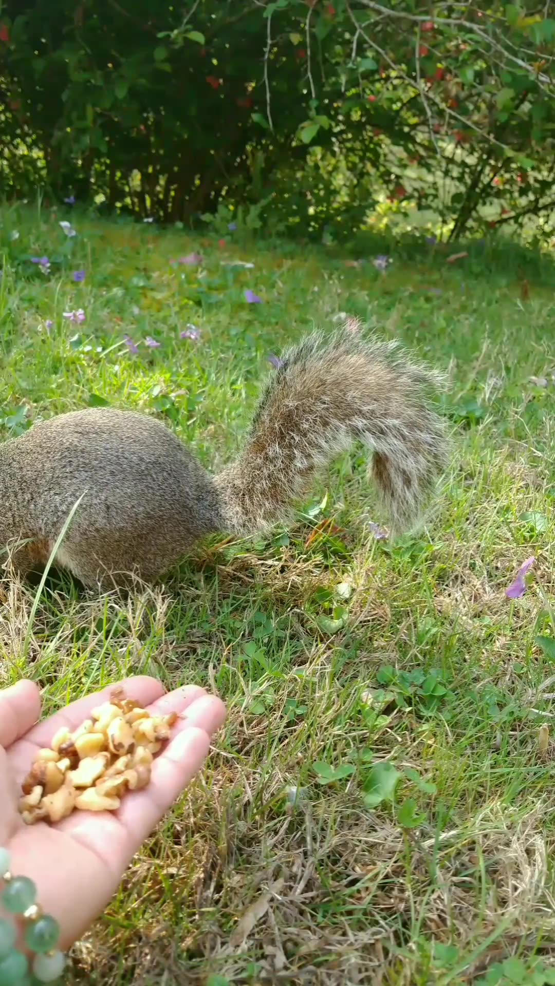 I love feeding my friendly neighbor squirrel 🐿️🥰