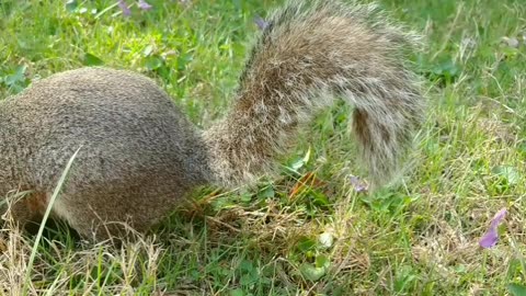 I love feeding my friendly neighbor squirrel 🐿️🥰