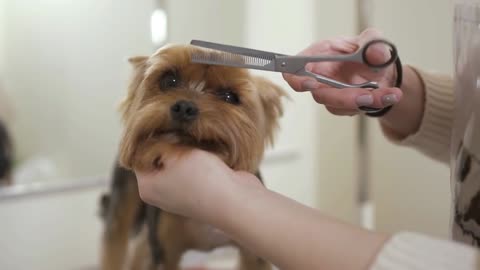 Groomer cuts fur of lovely puppy