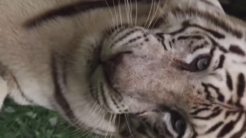 "Mystical Beauty Revealed: The Enchanting White Tiger with Mesmerizing Blue Eyes"