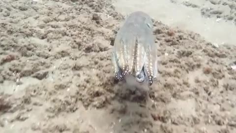A magic octopus