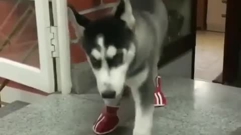 A dog in shoes