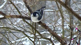 Nuthatch