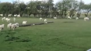 The Good Shepherd's Flock