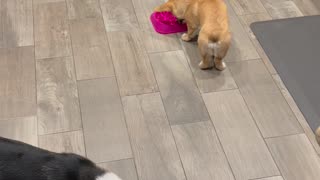 Corgi Masters Slow Feeder With Spin Maneuver