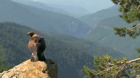 How Golden Eagle Attacks Fox From The Sky