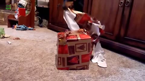 Funny Dogs Opening Christmas Presents Compilation