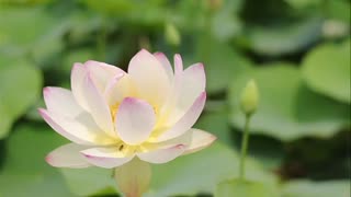 Lotus flower video nature video hd