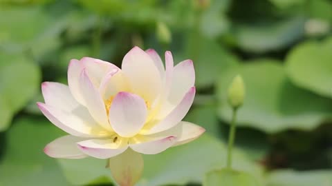 Lotus flower video nature video hd