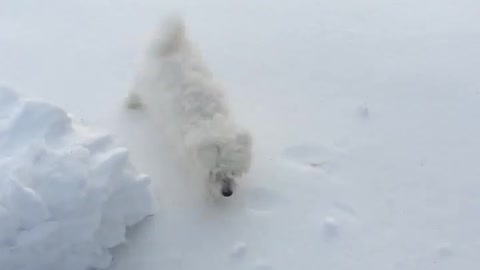 Bingo the Dog like the snow