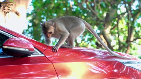 4k quality animal footage I monkey beautiful scenes