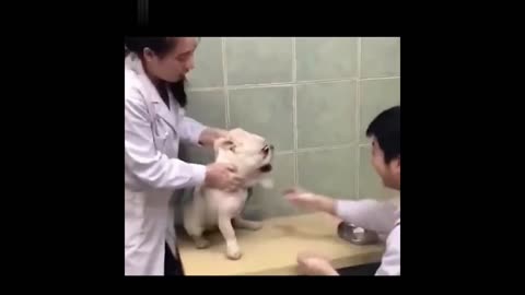 Hilarious Animals Receiving Injections: A Must-See Scene!