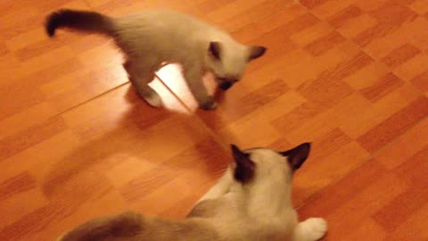 Birman Cat Playing With Her Kitten