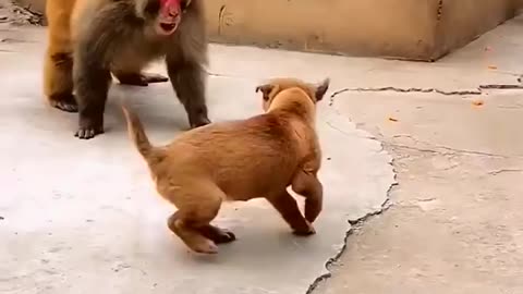 So adorable baby monkey 🐒 🙈 hahaha