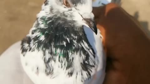 My lovely pigeon