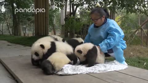 Pandas and their Nanny