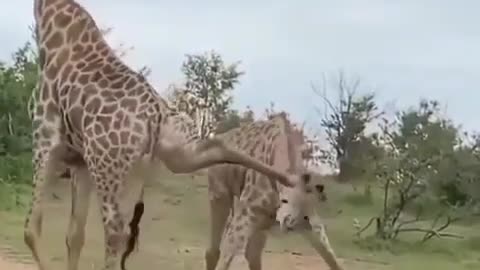 Giraffe 🦒