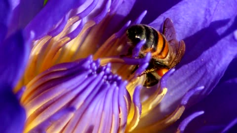 Honey Bees at work in Water Lilly