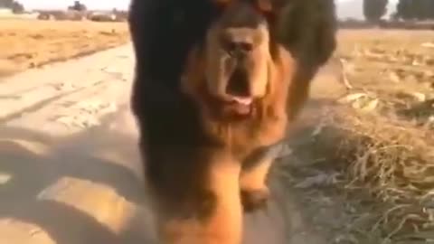 The Tibetan Mastiff is one of the largest dogs